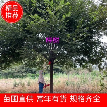 {热销}榉树红榉金丝榔，树杆挺拔笔直枝条粗壮厚密现挖现发