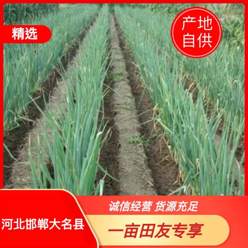 河北长白大葱毛葱现货大量供应量大从优欢迎咨询