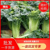 广西竹筒白菜，源充足，细长高大叶片碧绿薄嫩口感好，来电优惠