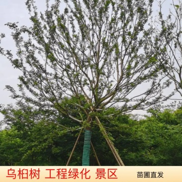 假植熟苗朴树乌桕20~35公分庭院别墅绿化植物工程景观绿化苗