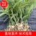 黄精籽育苗，多花姜型不倒苗，高杆高产品种，基地直供