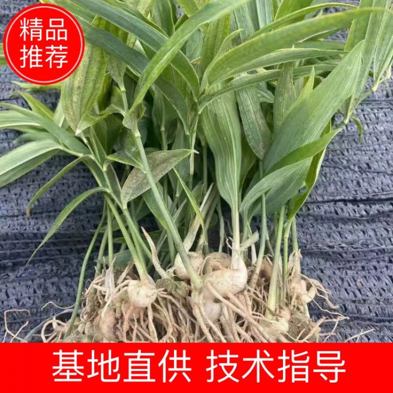 黄精籽育苗，多花姜型不倒苗，高杆高产品种，基地直供