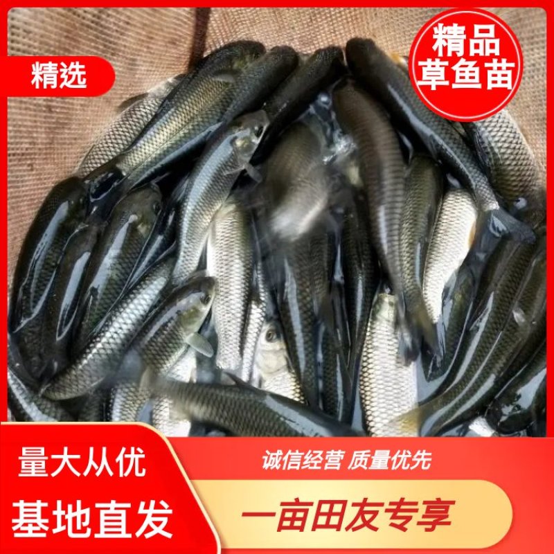 草鱼苗，基地直供，量大从优，提供技术，送货上门。欢迎联系