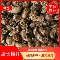 【精品】蝉蜕统货，产地直供，可视频看货，量大从优