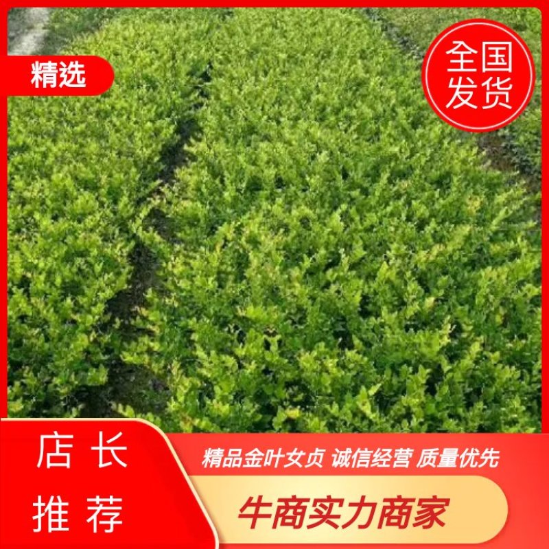 精品金森女贞金叶女贞金森女贞球金森女贞批发全国发货