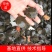 【甲鱼苗】优质甲鱼苗货源充足，量大从优，诚信供应商