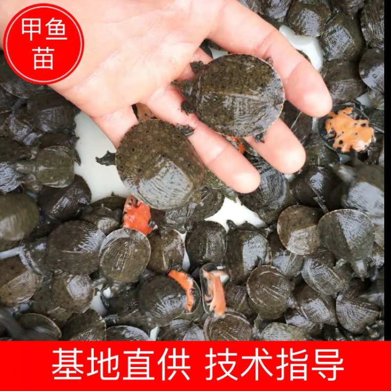【甲鱼苗】优质甲鱼苗货源充足，量大从优，诚信供应商