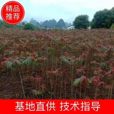 红油香椿苗四季红油香椿苗大量上市，产地直销量大优惠。