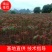 红油香椿苗四季红油香椿苗大量上市，产地直销量大优惠。