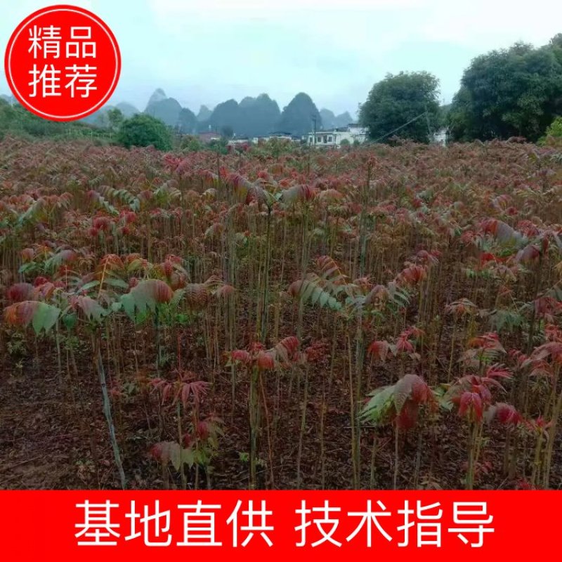 红油香椿苗四季红油香椿苗大量上市，产地直销量大优惠。