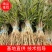杨梅苗，杨梅实生苗，可以用来嫁接各种新品种