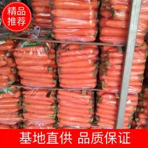 安徽省萧县电商，胡萝卜杂交品种大头中条小条可对接商超