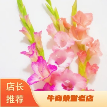 唐菖蒲种球云南基地直供大量上市成活率高欢迎采购！