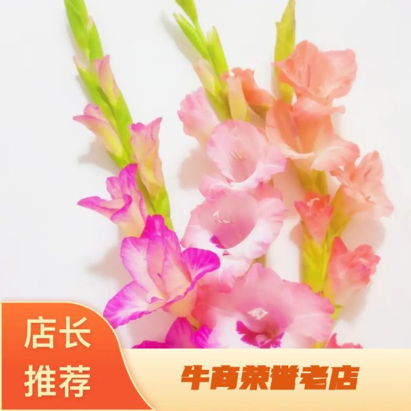 唐菖蒲种球云南基地直供大量上市成活率高欢迎采购！