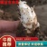优质精品改良玄参芽、品质保证，货源充足，欢迎咨询