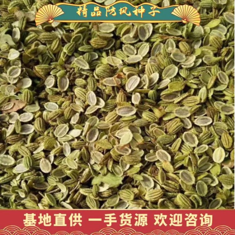 防风种子、优质新品种、优质货源出芽率达95%