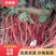 丹参苗改良丹参苗优质丹参苗基地直发货源充足签订回收合同