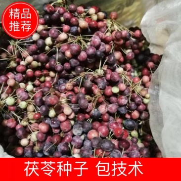 白肉土茯苓种子良种士茯苓基地直供保质保量包技术