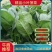 山东暖棚小叶菠菜大量供应，支持市场，商超，各种规格以