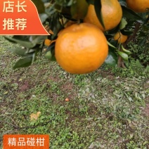 四川高山椪柑，大量出货，价格便宜，一手货源