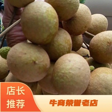 龙眼，石硖，储良产地直供一手货源，电商货，市场货大量上市