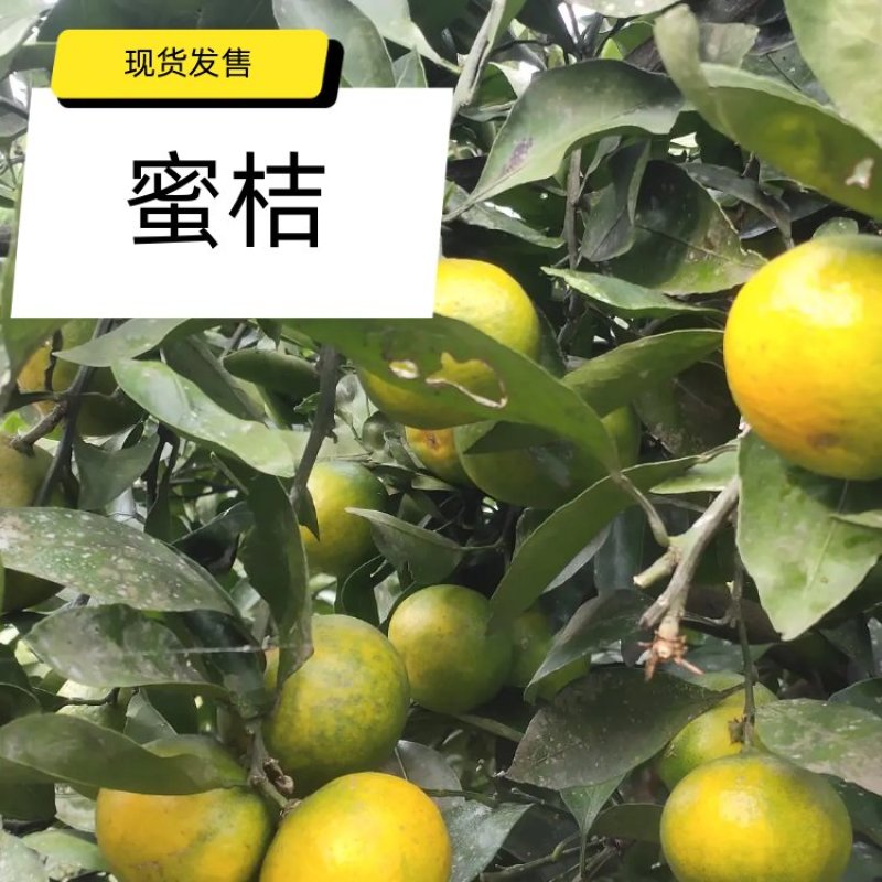 四川蜜橘皮薄口感好酸甜适中货量充足一手货源欢迎致电