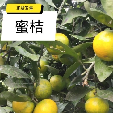 温州蜜橘，皮薄汁多！口感好蜜橘中的级品！