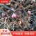白芍芽，基地直销一手货源、六个芽头以上的，八个芽头以上的