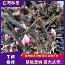 白芍芽，基地直销一手货源、六个芽头以上的，八个芽头以上的
