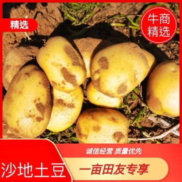 精品v7土豆陕西基地直供大量有货一手货源欢迎采购