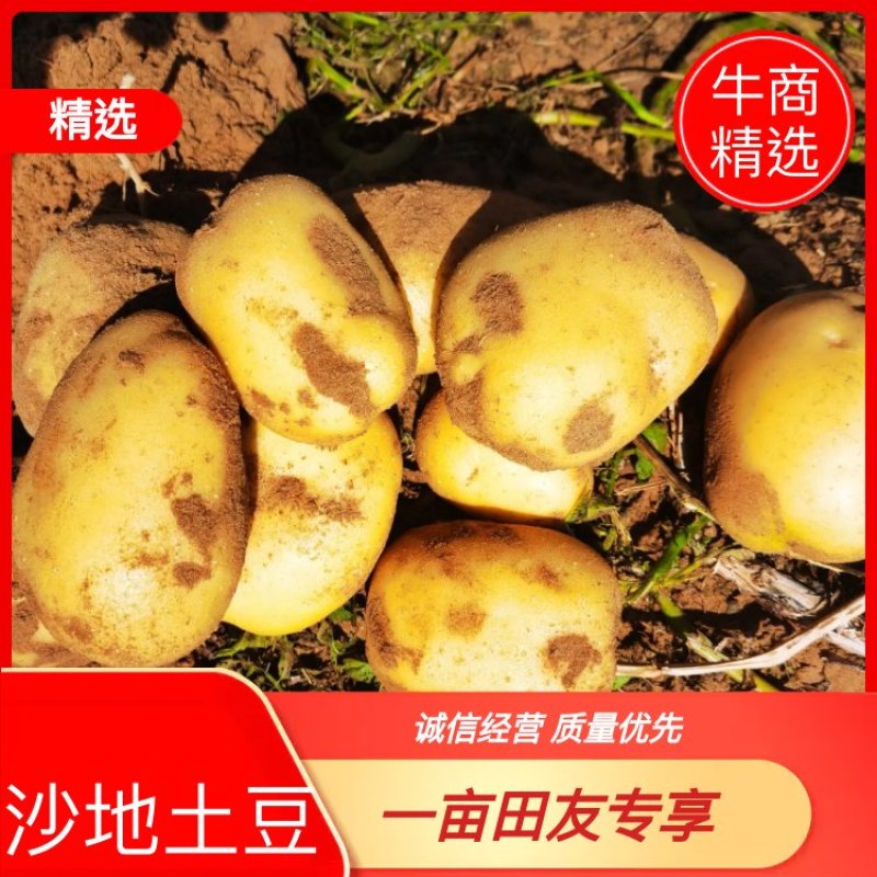 精品v7土豆陕西基地直供大量有货一手货源欢迎采购
