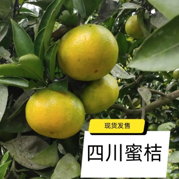 特早蜜橘已经大量上市了，口感好，果面干净！