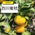 蜜橘皮薄，甜度高，口感好！深受大家的喜欢！