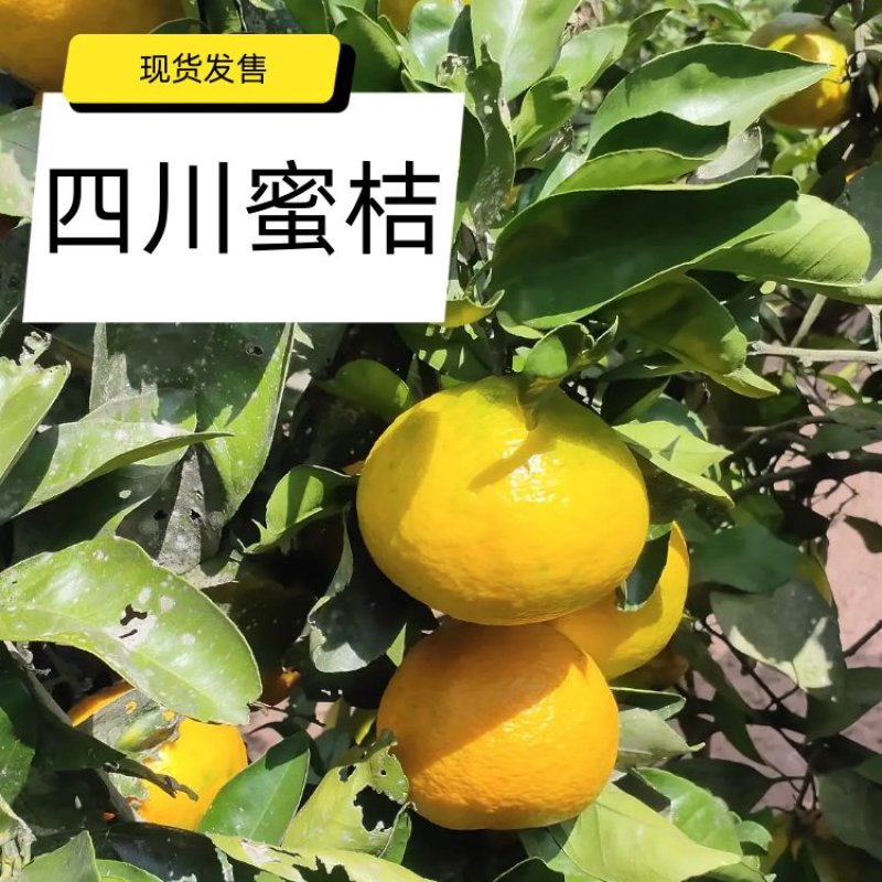 蜜橘皮薄，甜度高，口感好！深受大家的喜欢！