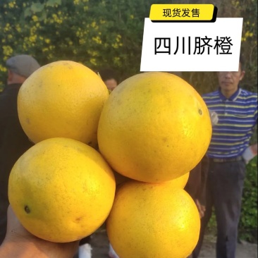 四川脐橙当地主打产品！本地种植柑橘多年是有名的柑橘之乡！