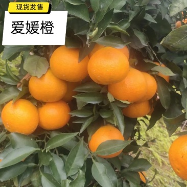 爱媛38果冻橙！皮薄口感好！果面颜色鲜艳亮丽！
