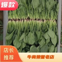 山东惠民小菠菜，精品小菠菜，梱绑菠菜，保征质量，信誉苐一，