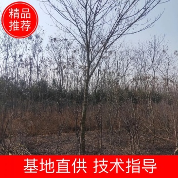 5～30公分构树低价处理量大从优大型苗木基地直发根系发达