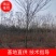 5～30公分构树低价处理量大从优大型苗木基地直发根系发达