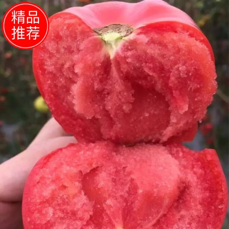 甘肃硬粉西红柿产地批发价格实惠可以视频看货