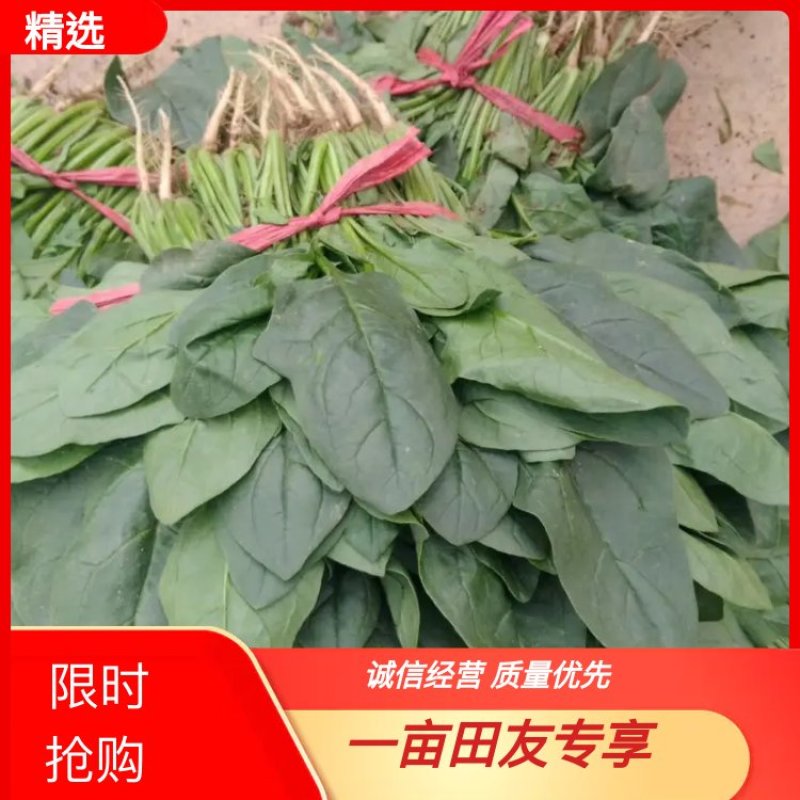 精品菠菜大量供应爆款热卖价格实惠品质保证