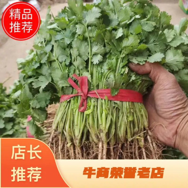 【精品】香菜大量供应货源充足诚信为本价格实惠