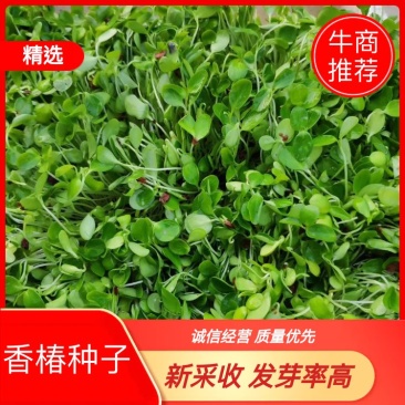 供应红油香椿种子芽苗菜种子，发芽率高，一手货源大量批发。