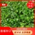 供应红油香椿种子芽苗菜种子，发芽率高，一手货源大量批发。