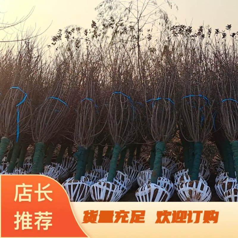 美人梅基地诚信经营