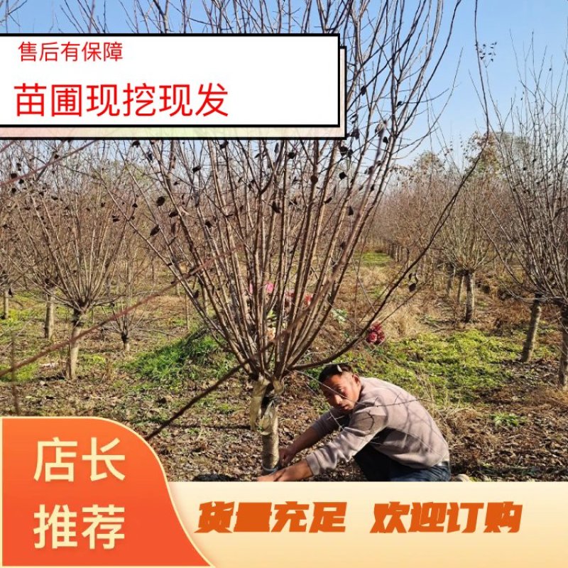 美人梅基地诚信经营