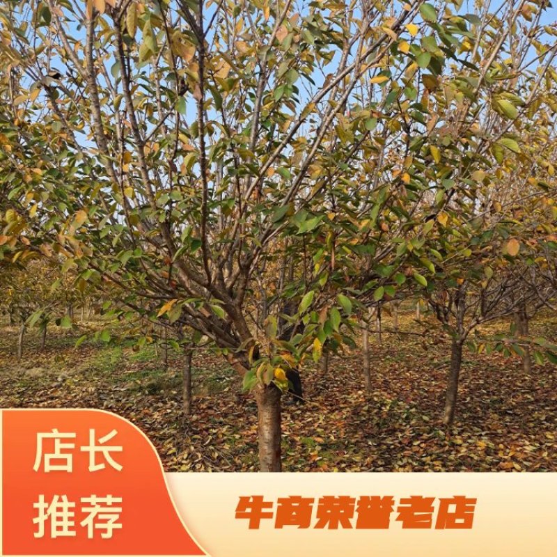 《苗圃直销》3/18公分精品樱花，量大从优