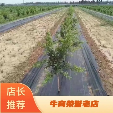 防草布，真的能防草，质量5年，园林专用，厂家直供