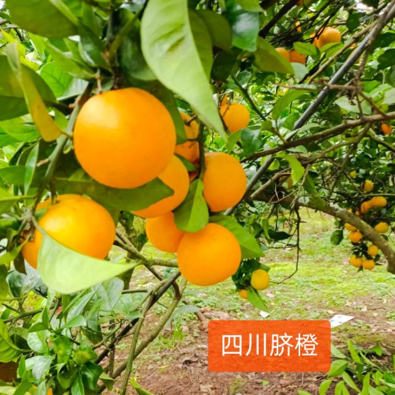 脐橙营养价值高，水分充足！口感好，皮薄含糖量高！