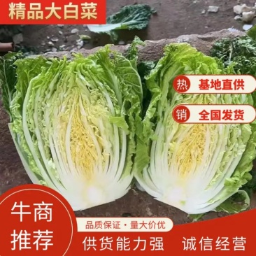精品云南高原大白菜，货源充足，品质保证，产地直发，